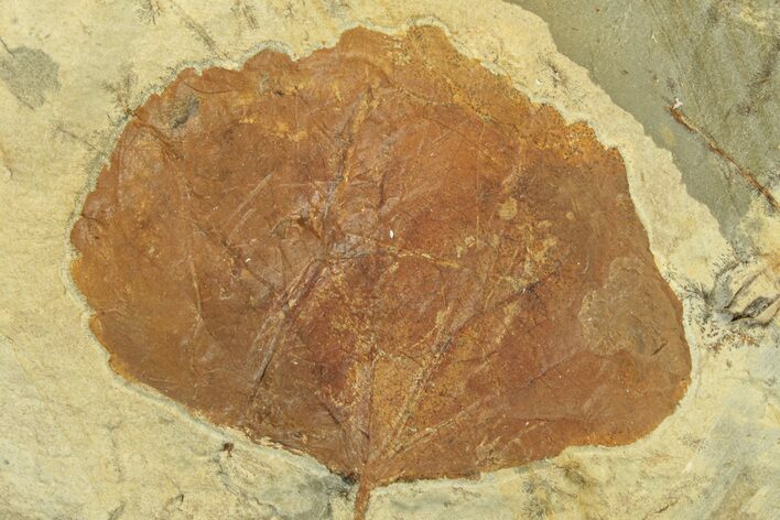 Fossil Leaf (Zizyphoides) - Montana #269463